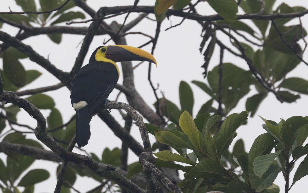 Yellow-throated Toucan - ML455709441