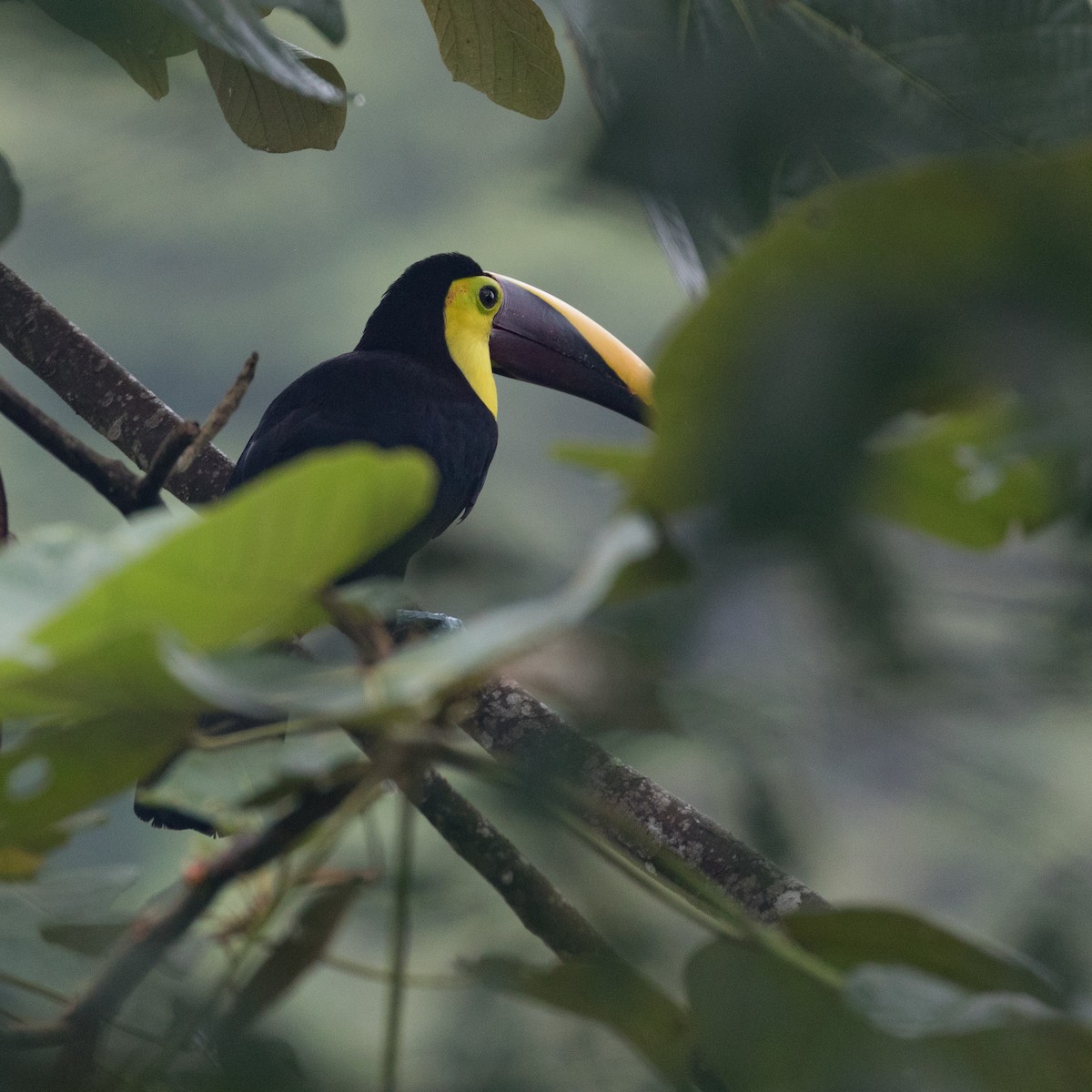 Yellow-throated Toucan - PATRICK BEN SOUSSAN