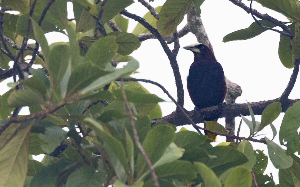 Chestnut-headed Oropendola - PATRICK BEN SOUSSAN