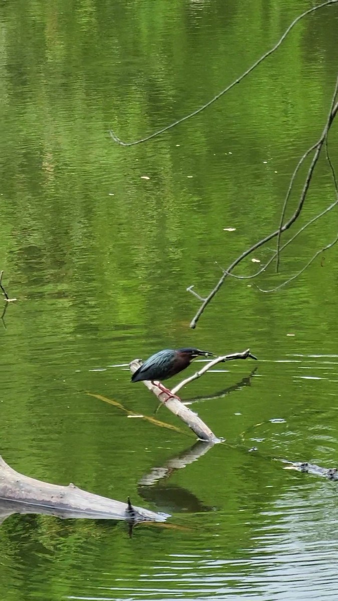 Green Heron - Chris M