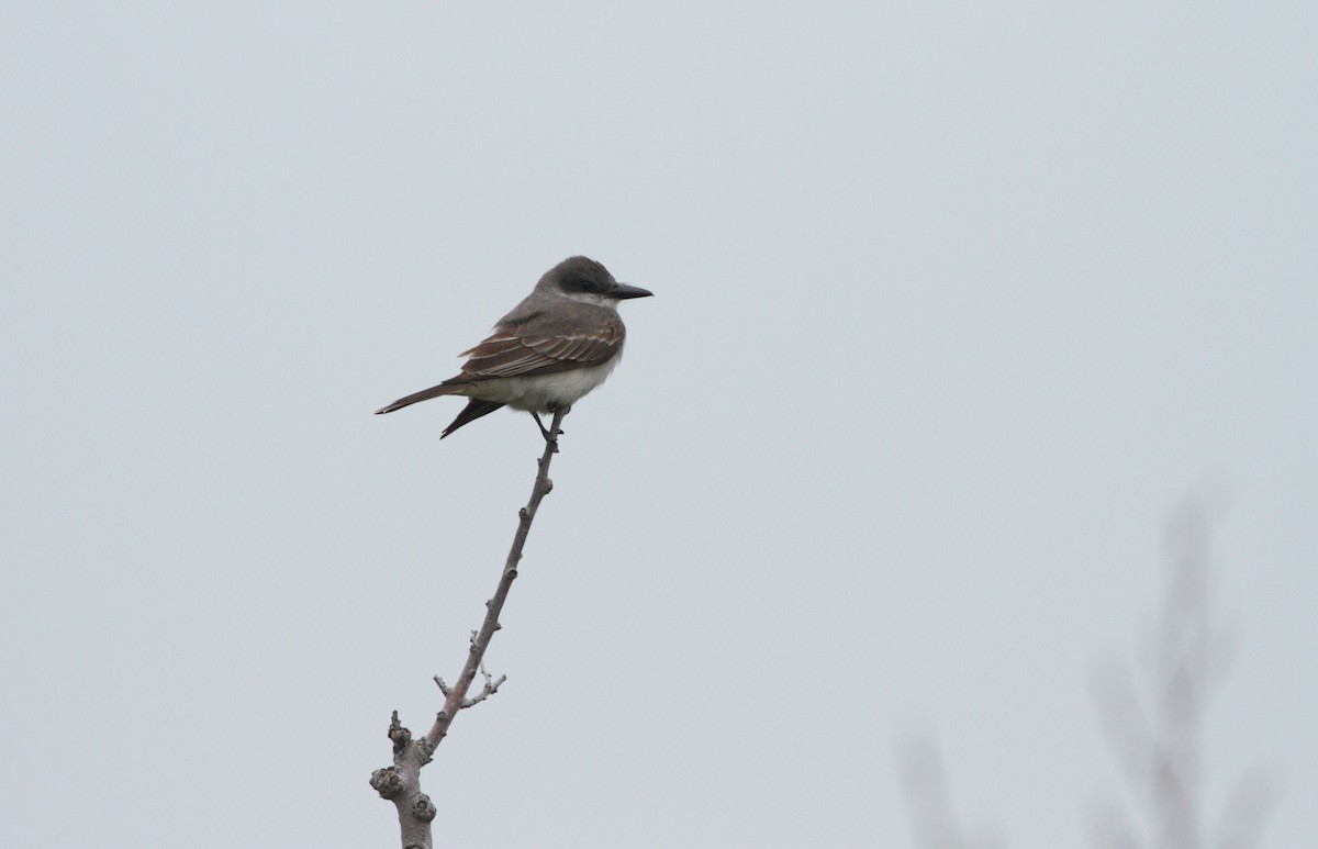 Gray Kingbird - ML455710291
