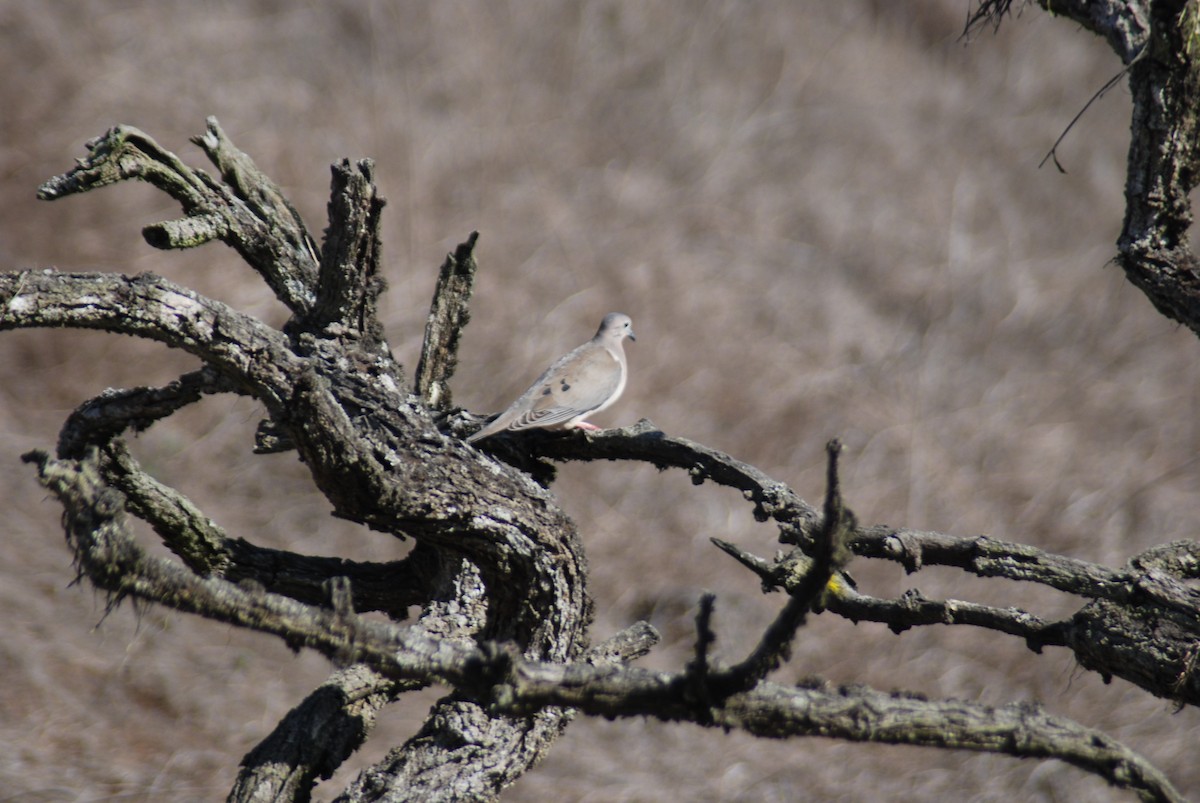 Eared Dove - ML455712311