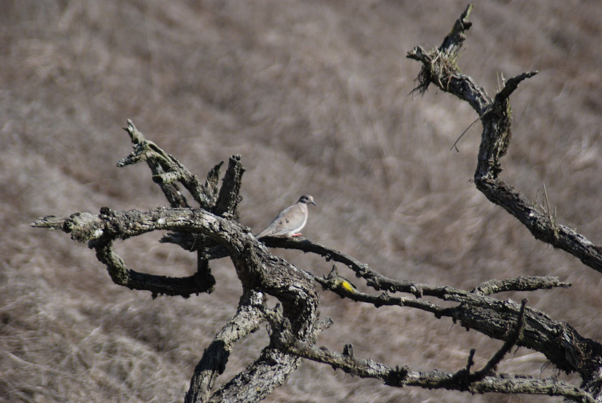 Eared Dove - ML455712341