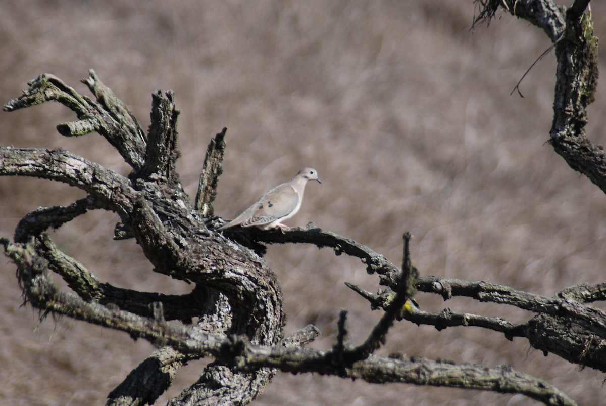 Eared Dove - ML455712371