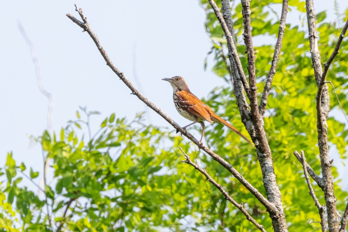 Brown Thrasher - ML455714431