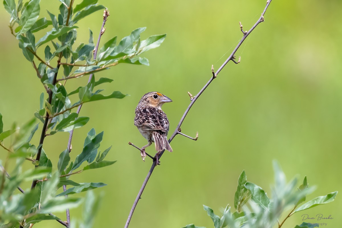 Grasshopper Sparrow - ML455715321