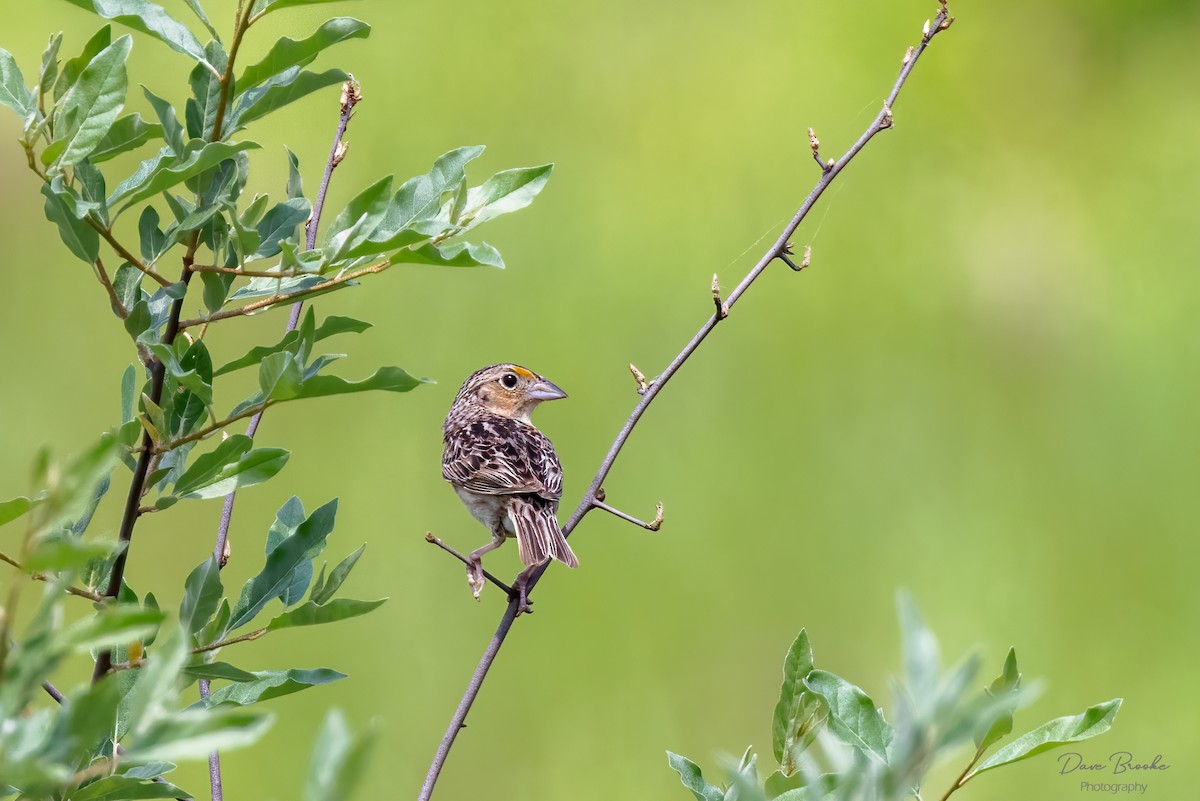 Grasshopper Sparrow - ML455715331
