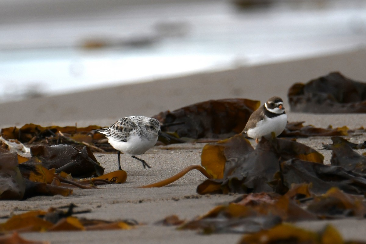 Bécasseau sanderling - ML455715341