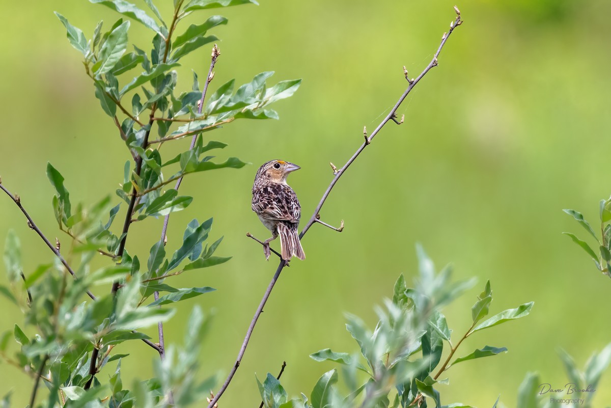 Grasshopper Sparrow - ML455715351