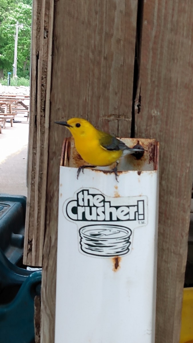 Prothonotary Warbler - Reed Gerdes
