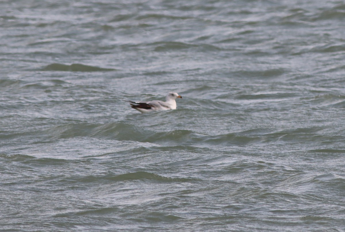 Ring-billed Gull - Shawn Loewen