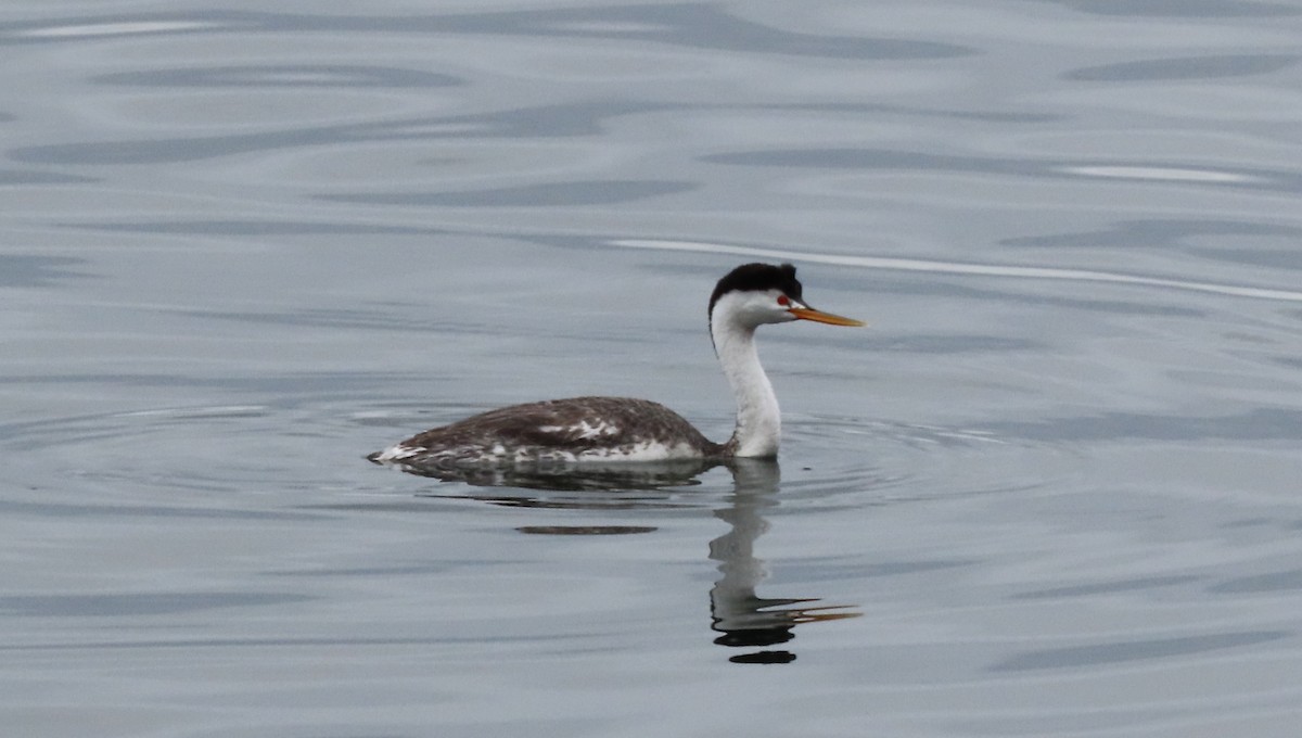 Clark's Grebe - ML455723241