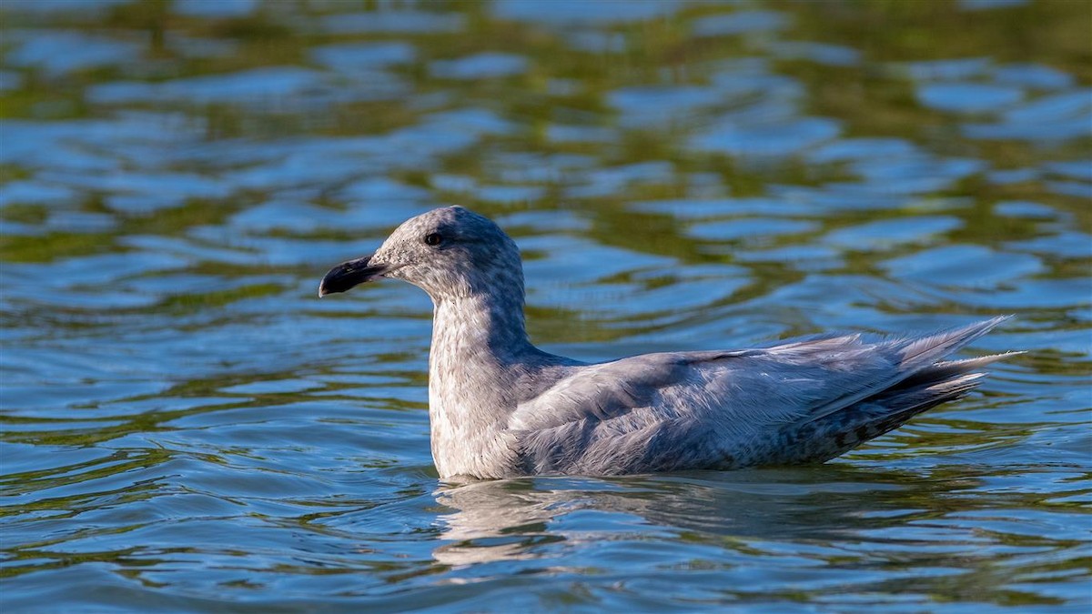 Glaucous-winged Gull - ML455723421