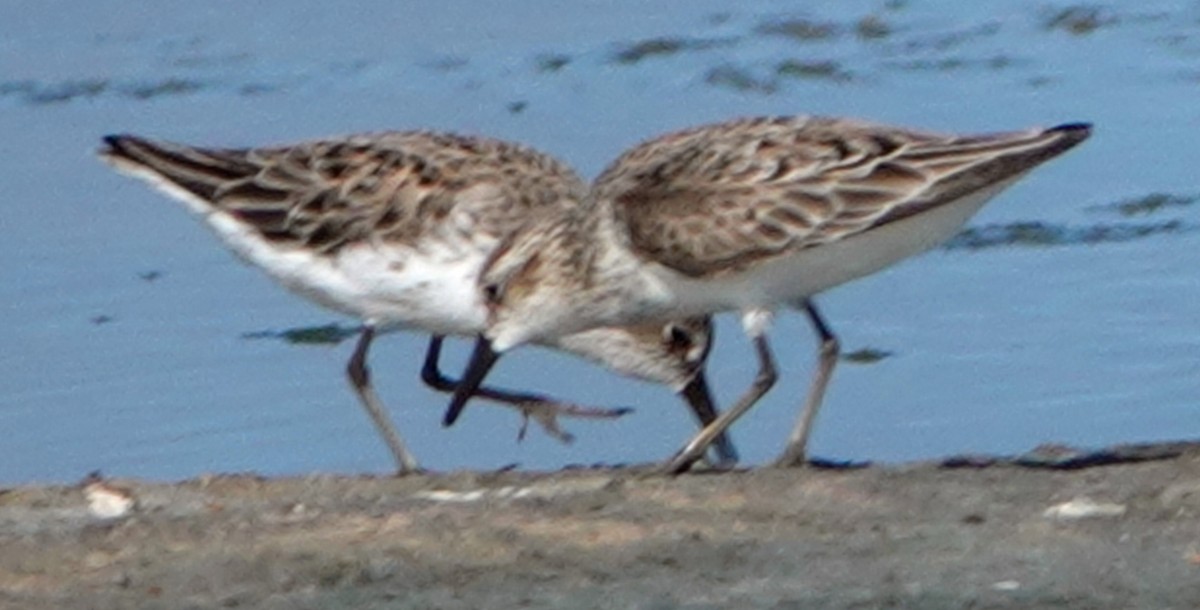 Semipalmated Sandpiper - ML455724071