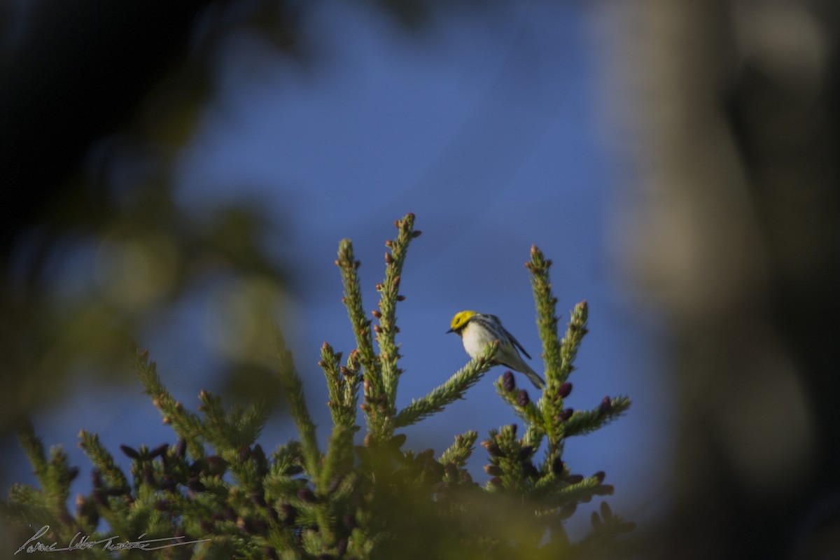 Grünmantel-Waldsänger - ML455725601