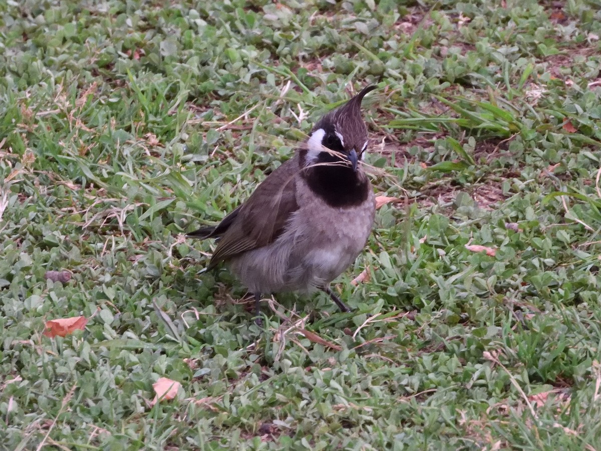 Himalayan Bulbul - ML455727321