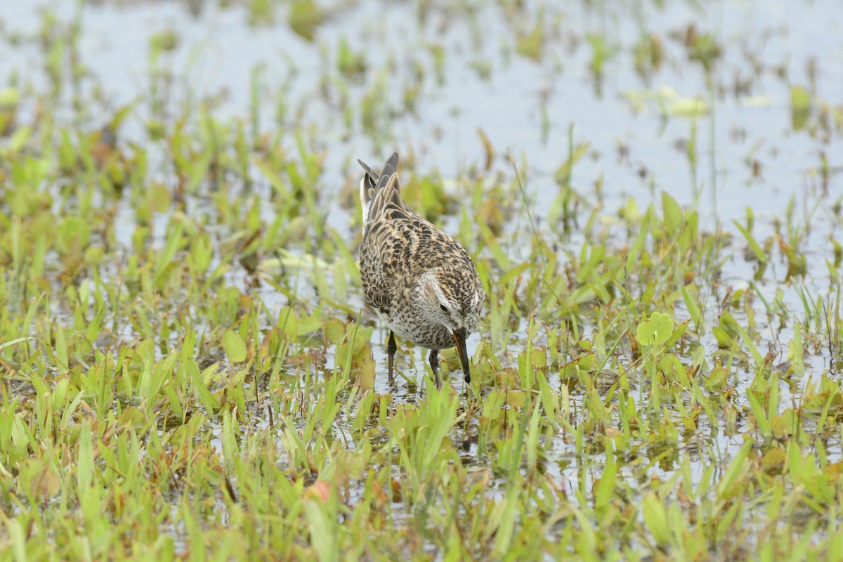 White-rumped Sandpiper - ML455728821