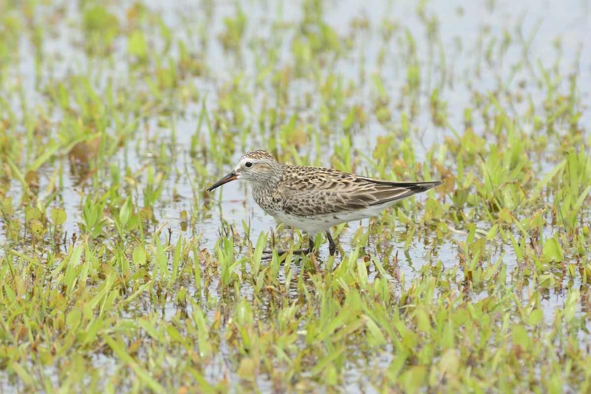 White-rumped Sandpiper - ML455728851