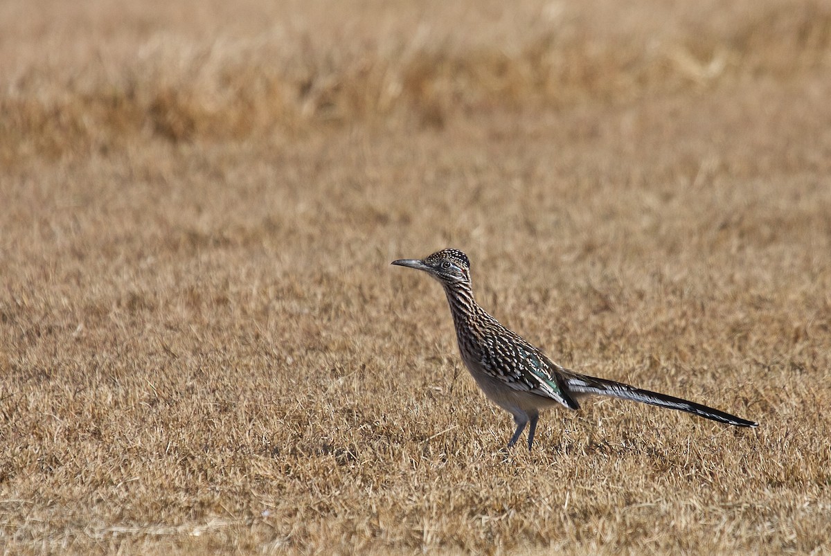 Greater Roadrunner - Matt Brady