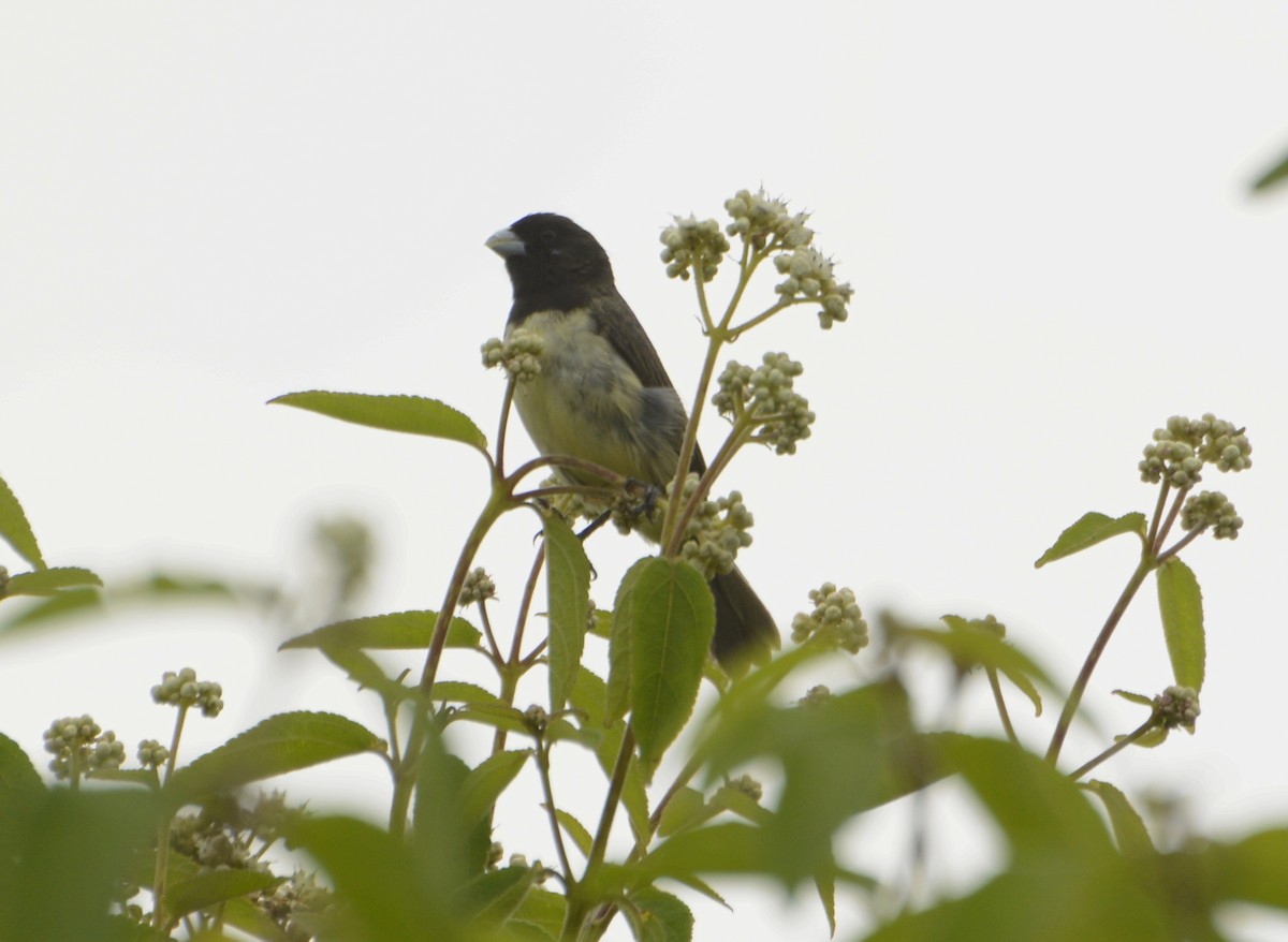 Yellow-bellied Seedeater - ML455729991