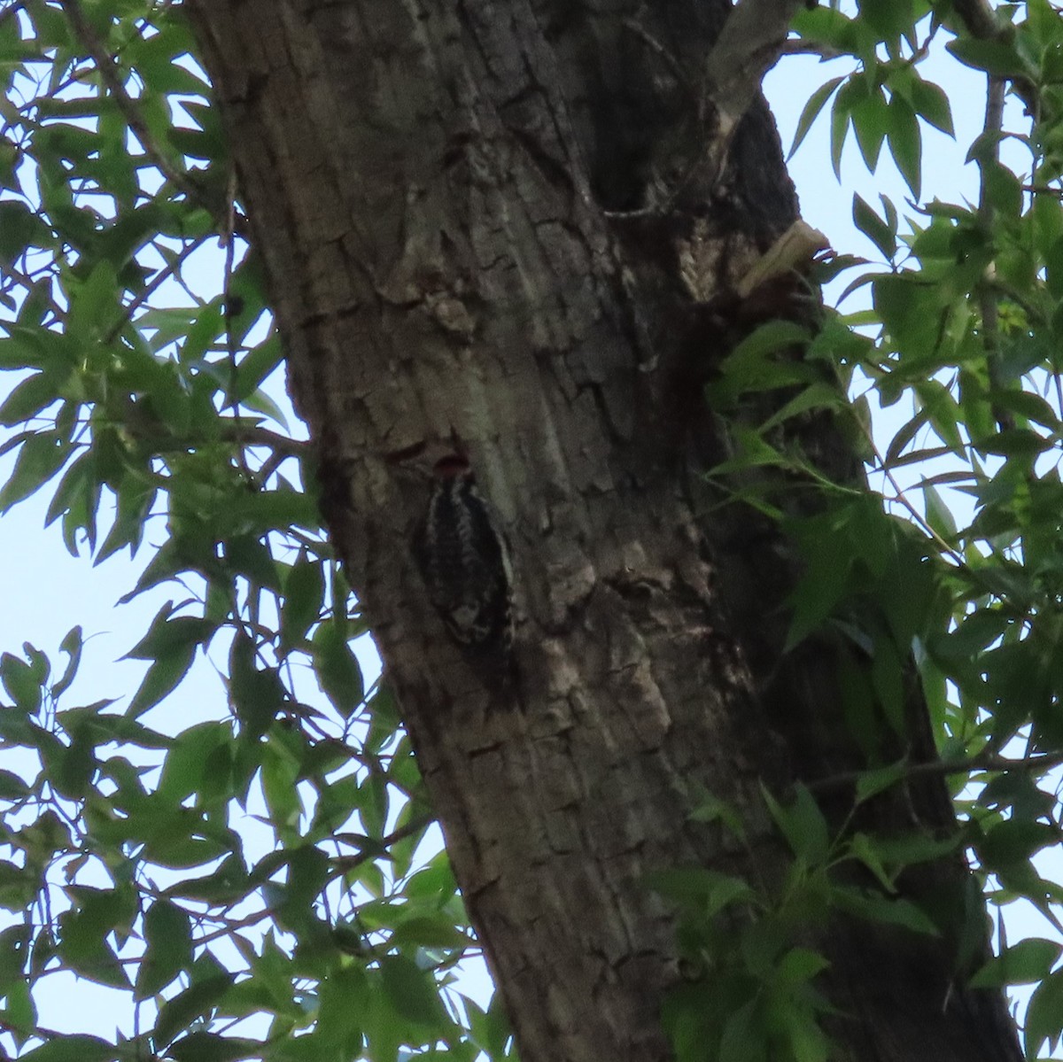 Red-naped Sapsucker - Mackenzie Goldthwait