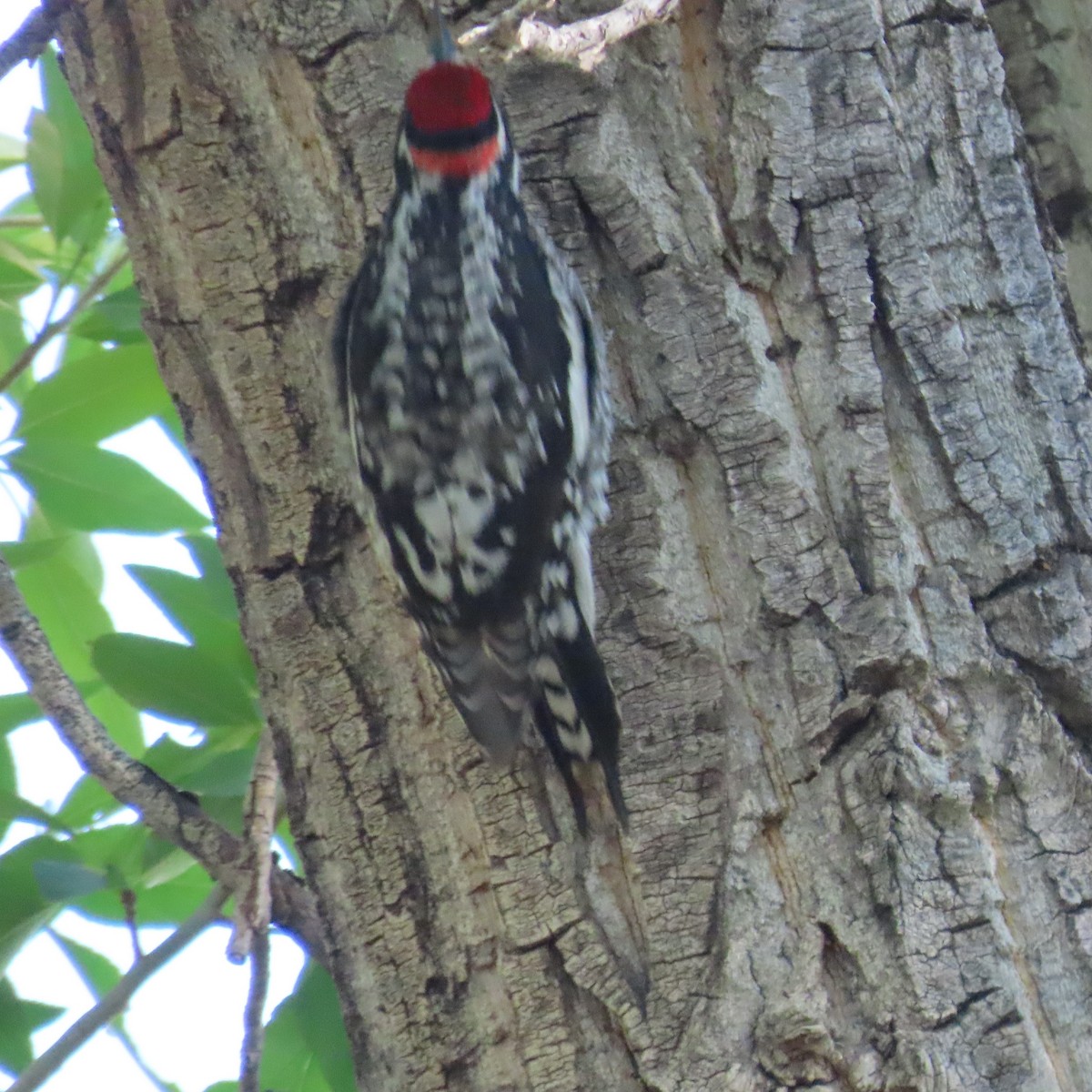 Red-naped Sapsucker - ML455730561