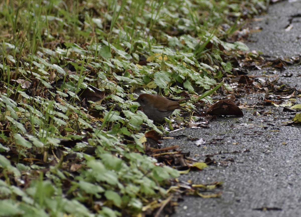 Black-billed Nightingale-Thrush - Matthew Voelker