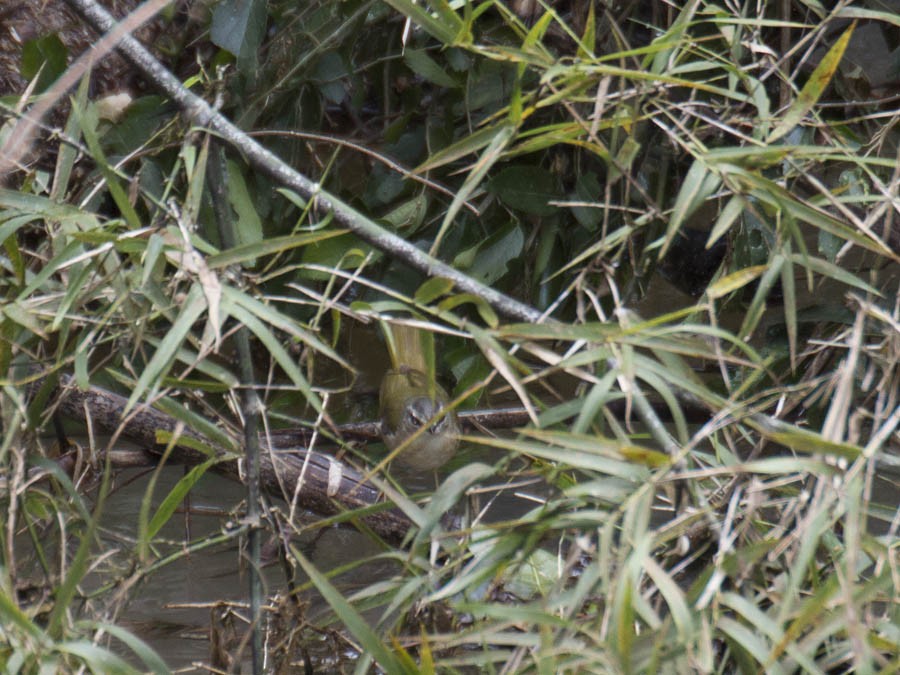 Riverbank Warbler - Martín  Perez