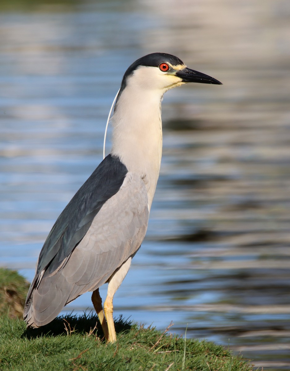 Black-crowned Night Heron - Sally Veach