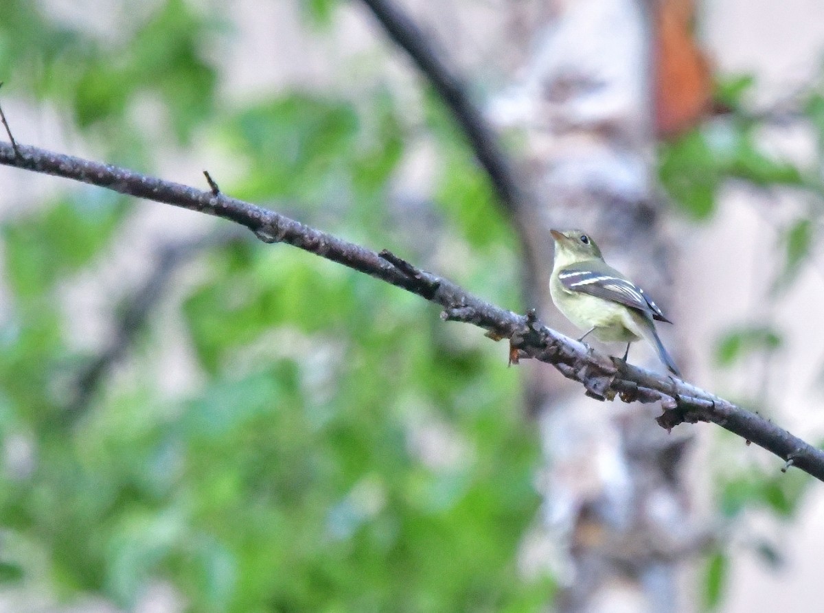 Yellow-bellied Flycatcher - ML455733501