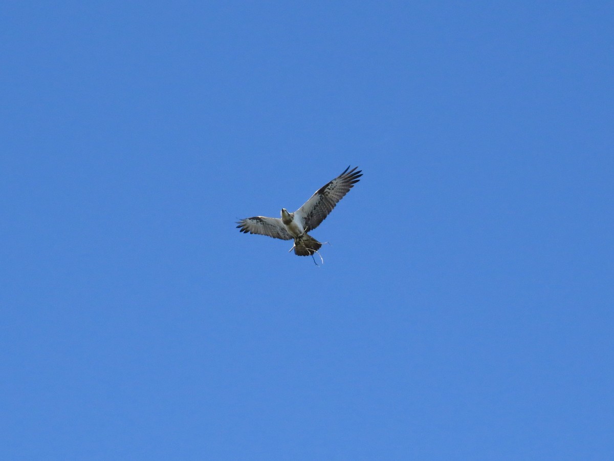 Osprey - ML455734281