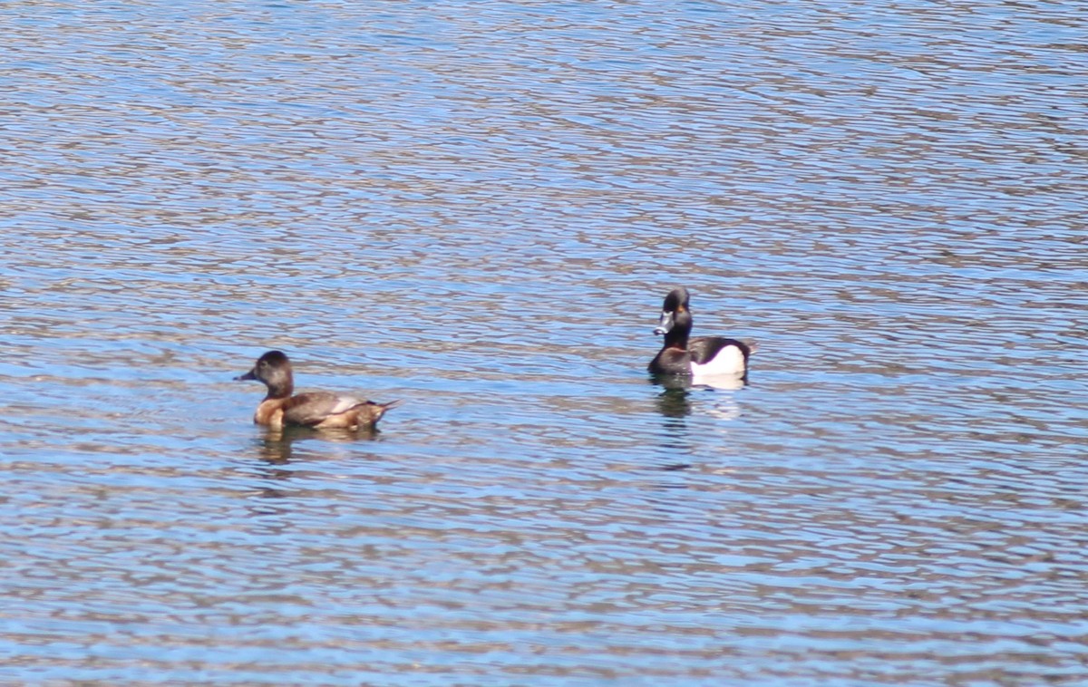 Ring-necked Duck - ML455734831