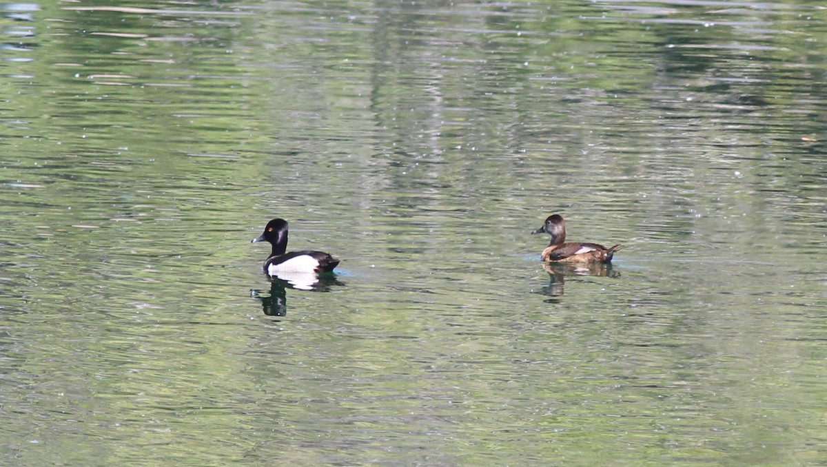 Ring-necked Duck - ML455734881