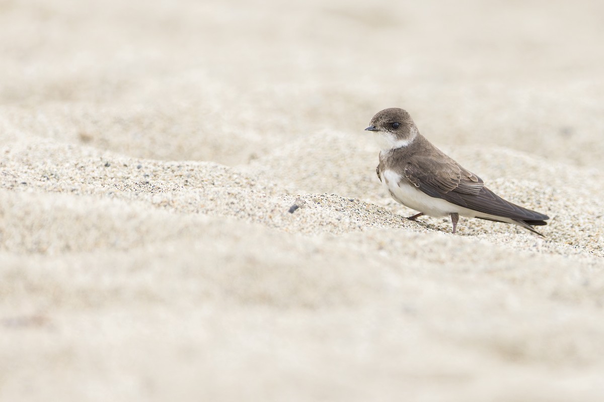 Bank Swallow - Blair Dudeck