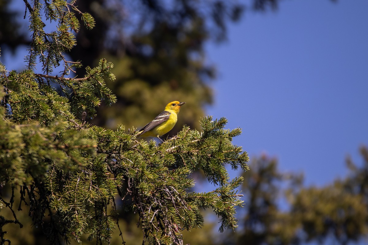 Western Tanager - ML455734951