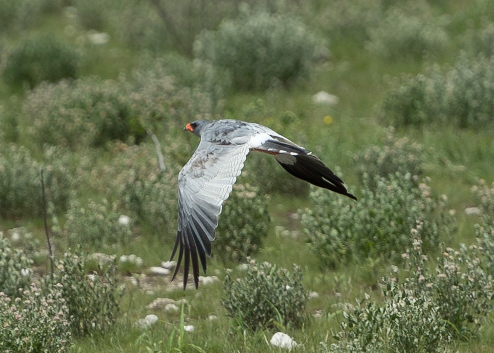 Pale Chanting-Goshawk - Martin Hak