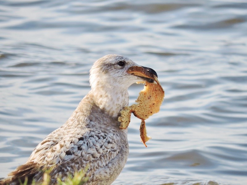 Herring Gull - ML45573561