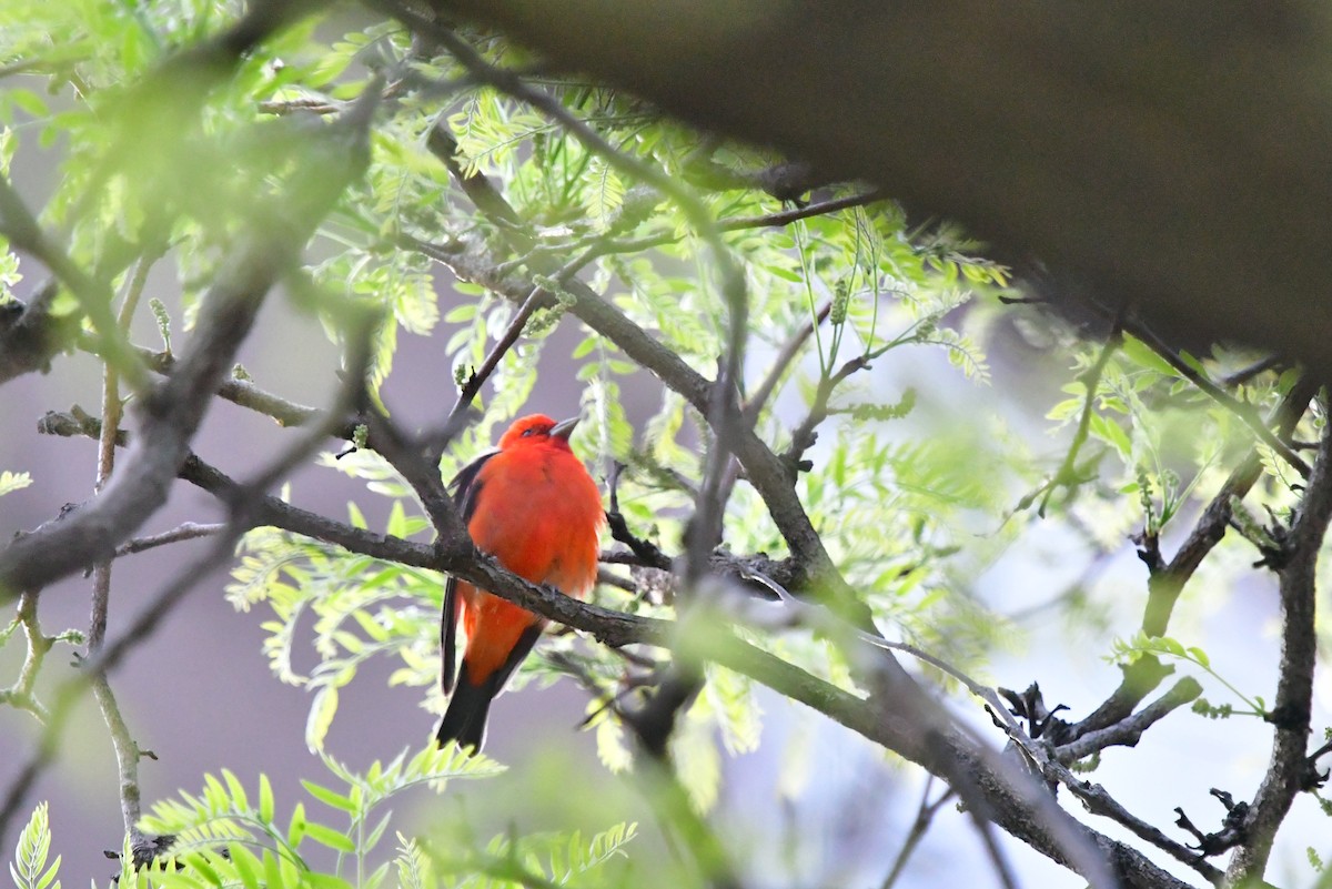 Scarlet Tanager - ML455735851