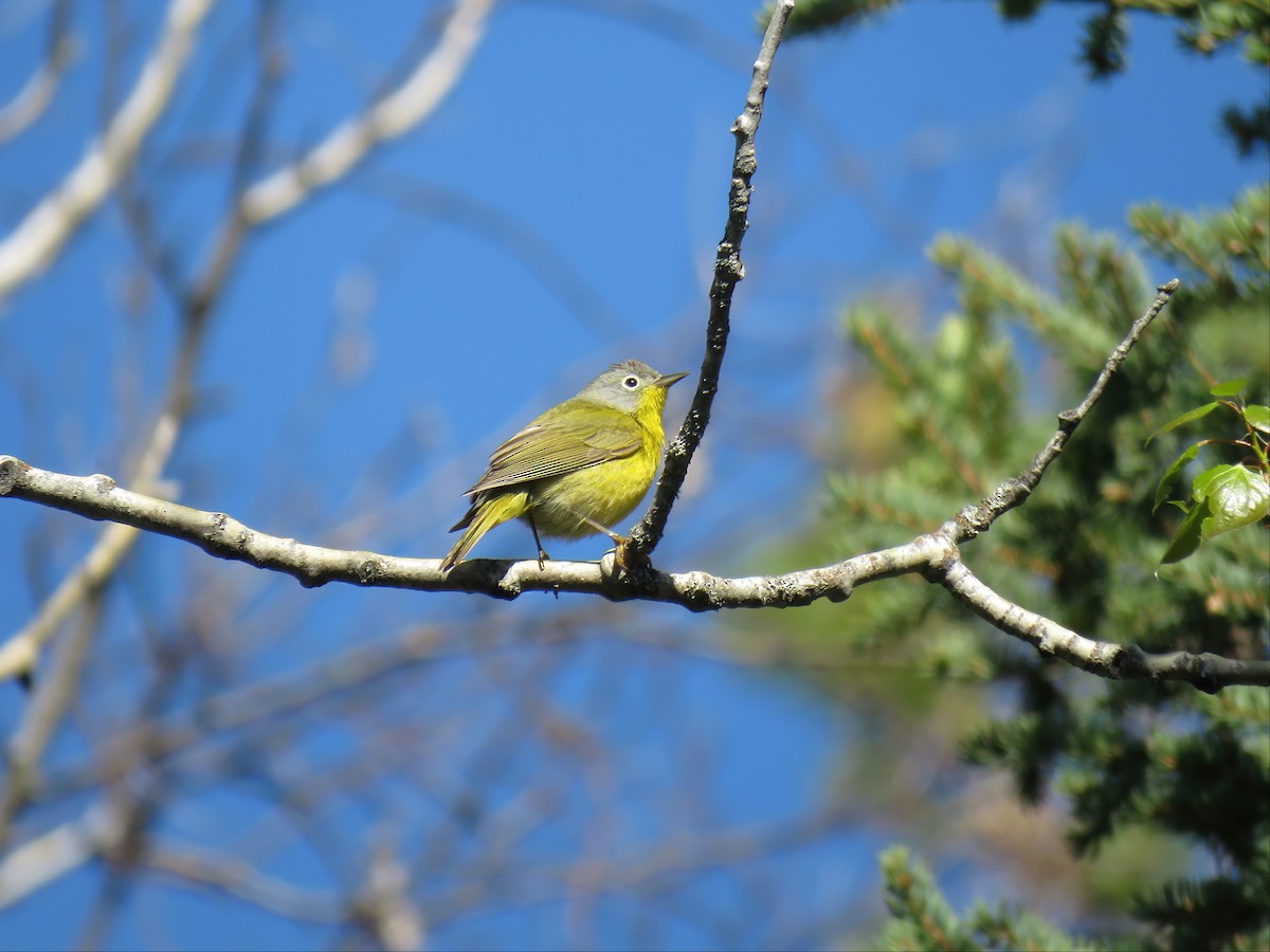 Nashville Warbler - ML455737551