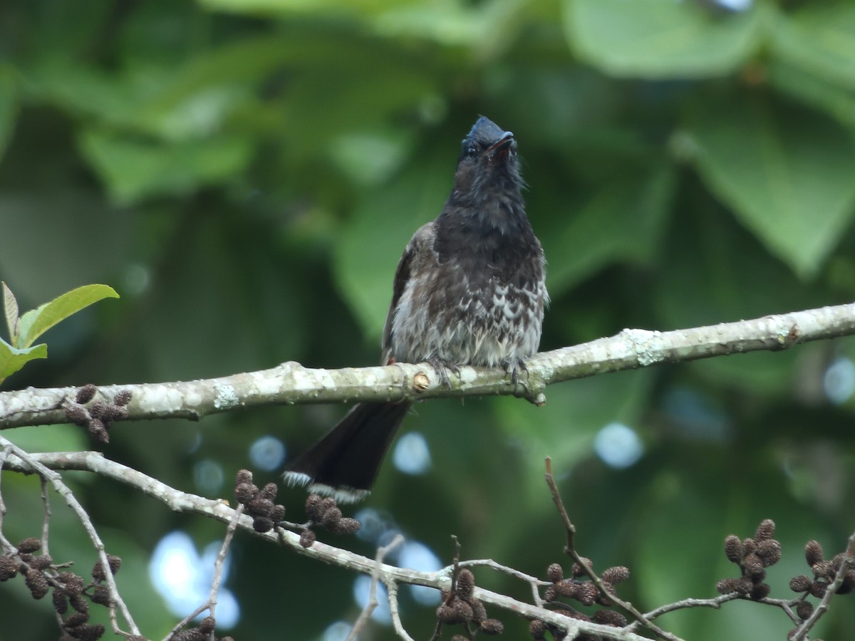 Red-vented Bulbul - ML455738991
