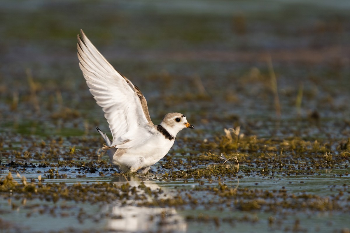 Piping Plover - Old Bird