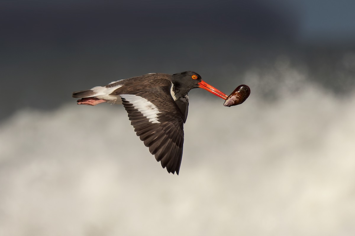 American Oystercatcher - Federico Rubio