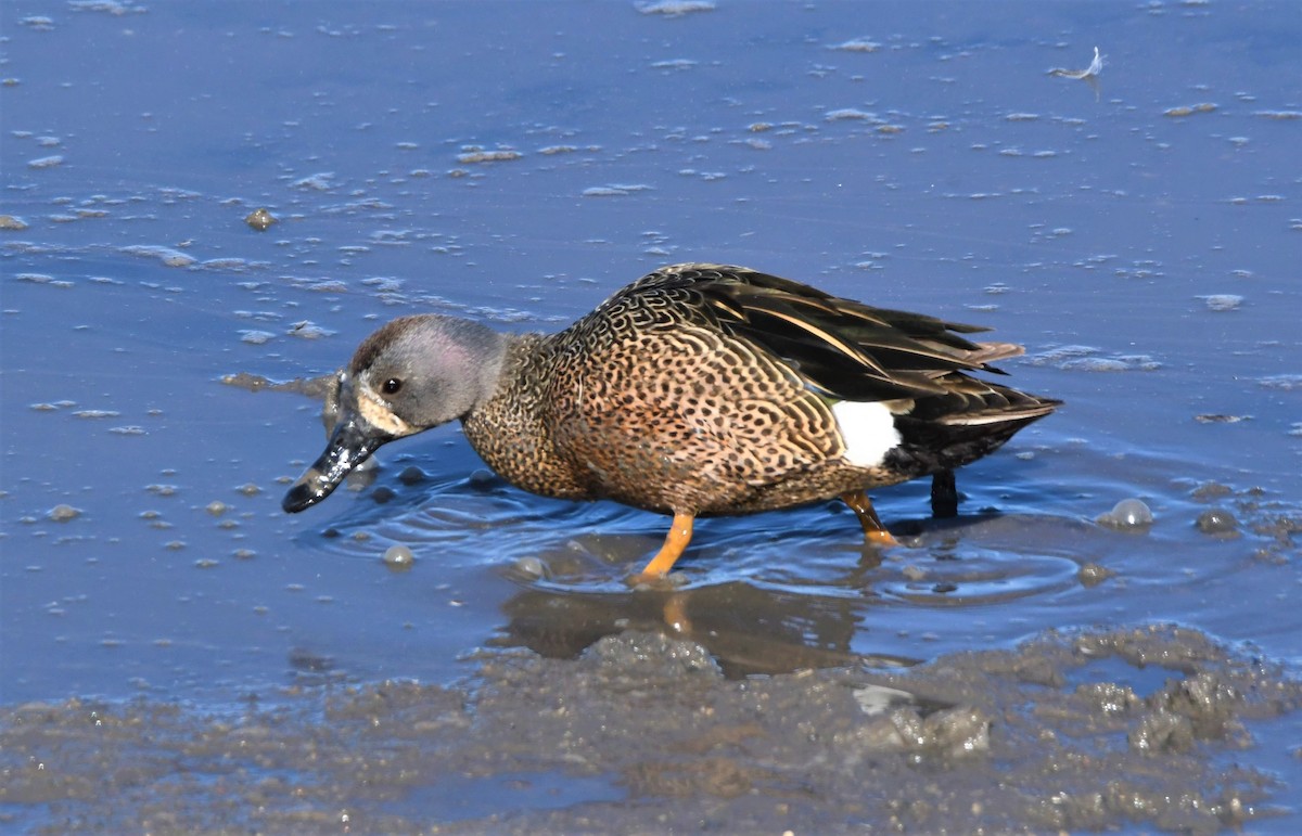 Blue-winged Teal - ML455740311