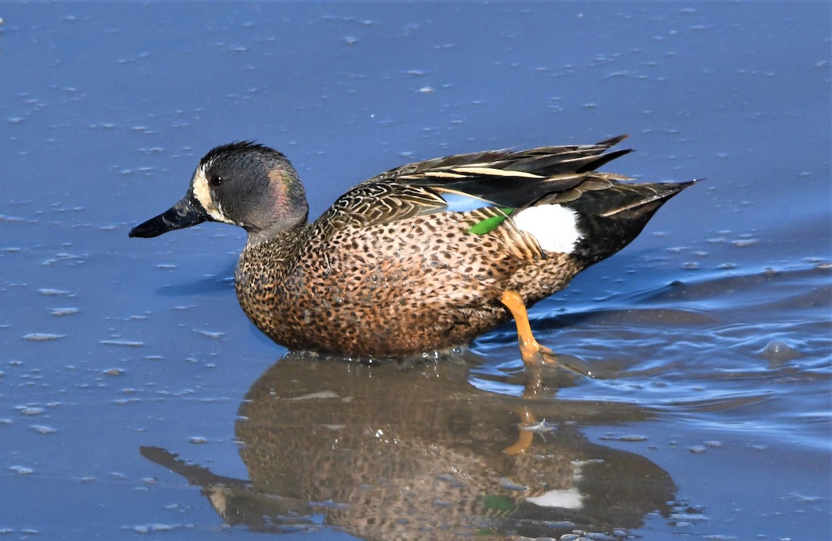 Blue-winged Teal - ML455740391
