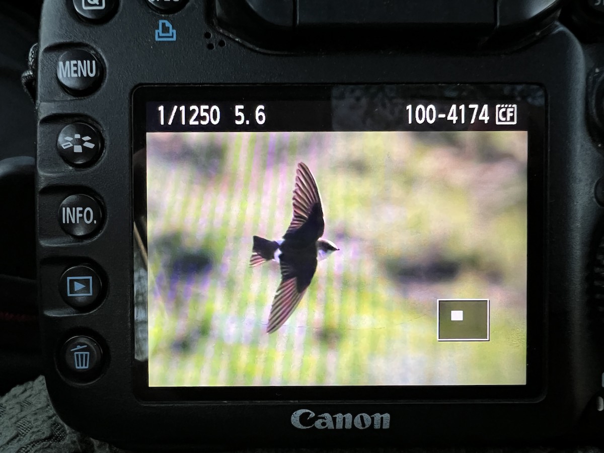 Violet-green Swallow - ML455740491