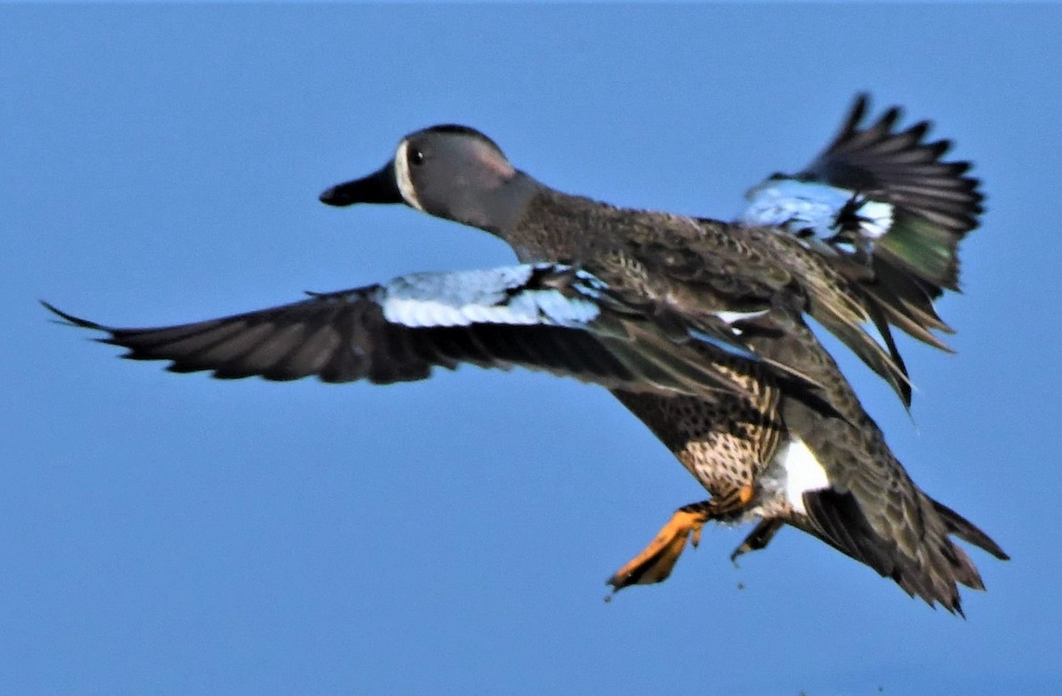 Blue-winged Teal - ML455740511