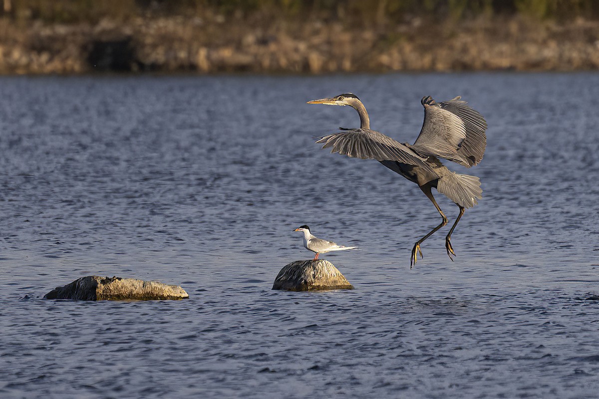 Great Blue Heron - Gerald Romanchuk