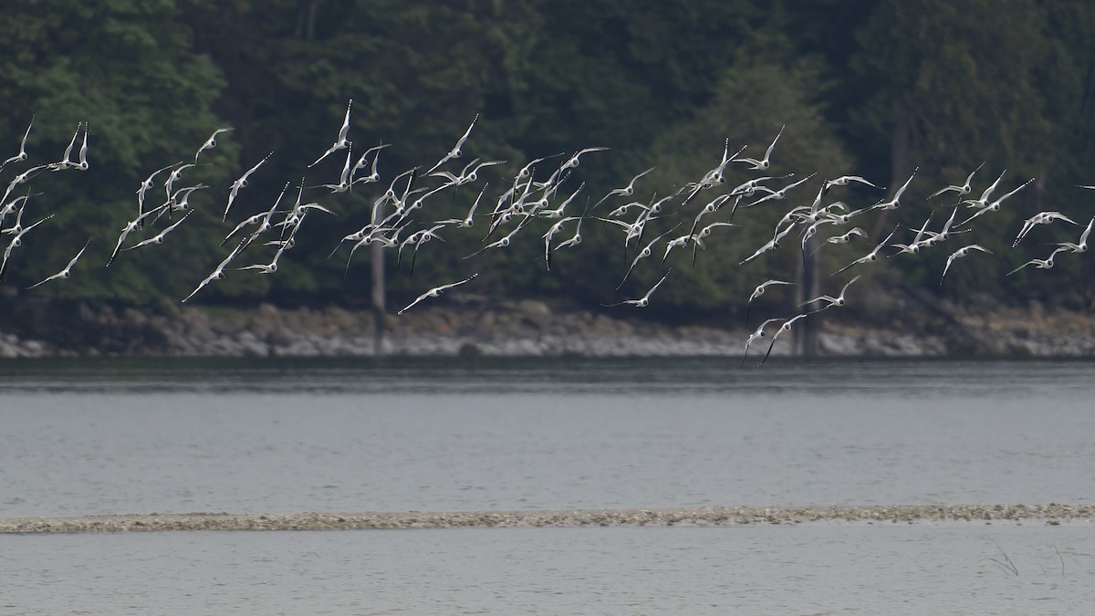 Mouette de Sabine - ML455741111