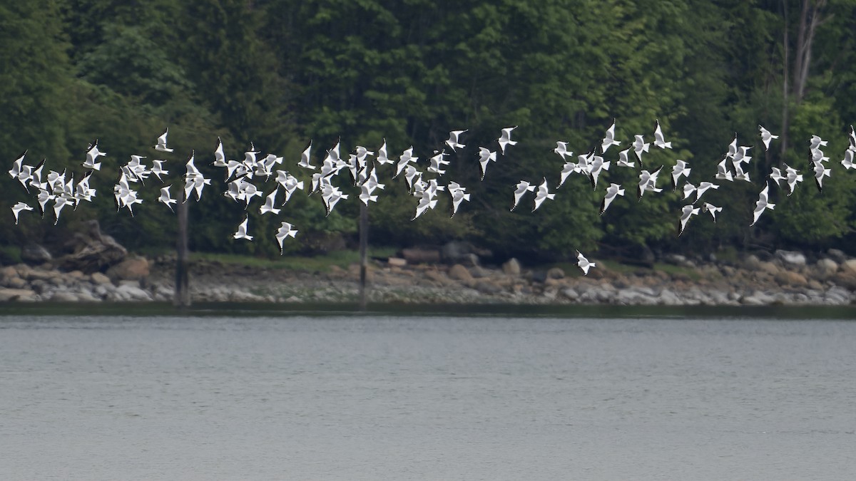 Mouette de Sabine - ML455741131