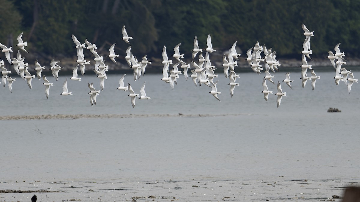 Mouette de Sabine - ML455741141